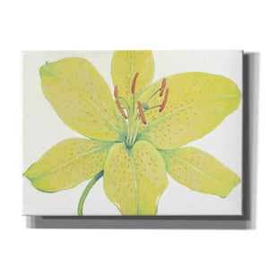 'Citron Tiger Lily I' by Tim O'Toole, Canvas Wall Art