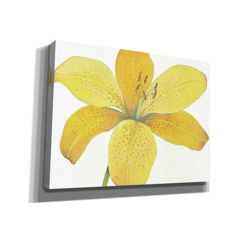 Image of 'Citron Tiger Lily II' by Tim O'Toole, Canvas Wall Art