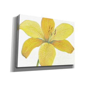 'Citron Tiger Lily II' by Tim O'Toole, Canvas Wall Art