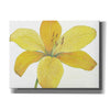 'Citron Tiger Lily II' by Tim O'Toole, Canvas Wall Art