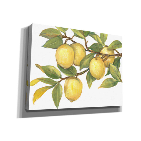Image of 'Ripe for Picking I' by Tim O'Toole, Canvas Wall Art