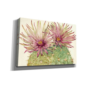 'Cactus Blossoms I' by Tim O'Toole, Canvas Wall Art
