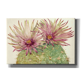 'Cactus Blossoms I' by Tim O'Toole, Canvas Wall Art