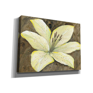'Neutral Lily I' by Tim O'Toole, Canvas Wall Art