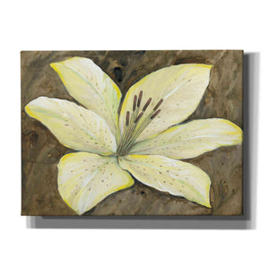 'Neutral Lily I' by Tim O'Toole, Canvas Wall Art