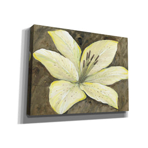 'Neutral Lily II' by Tim O'Toole, Canvas Wall Art