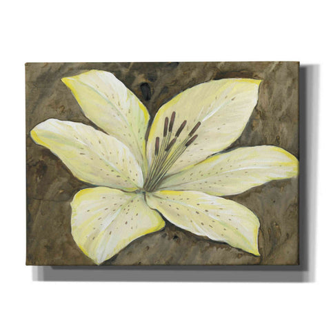 Image of 'Neutral Lily II' by Tim O'Toole, Canvas Wall Art