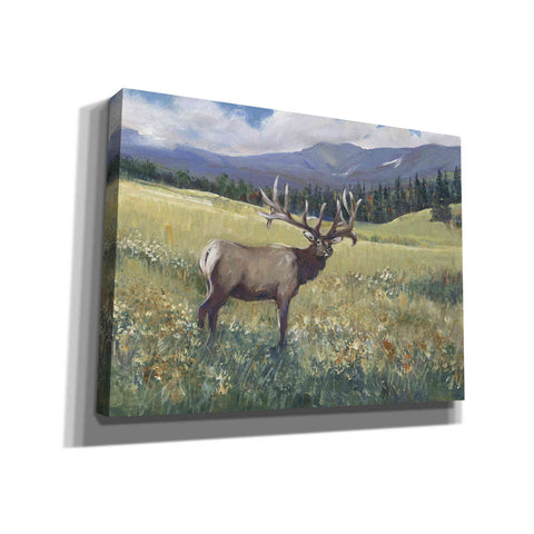 Image of 'Rocky Mountain Elk I' by Tim O'Toole, Canvas Wall Art