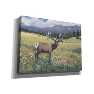 'Rocky Mountain Elk I' by Tim O'Toole, Canvas Wall Art
