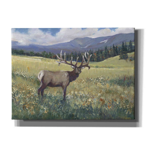 Image of 'Rocky Mountain Elk I' by Tim O'Toole, Canvas Wall Art