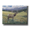 'Rocky Mountain Elk I' by Tim O'Toole, Canvas Wall Art