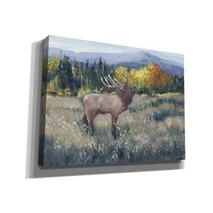 'Rocky Mountain Elk II' by Tim O'Toole, Canvas Wall Art