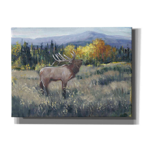 Image of 'Rocky Mountain Elk II' by Tim O'Toole, Canvas Wall Art