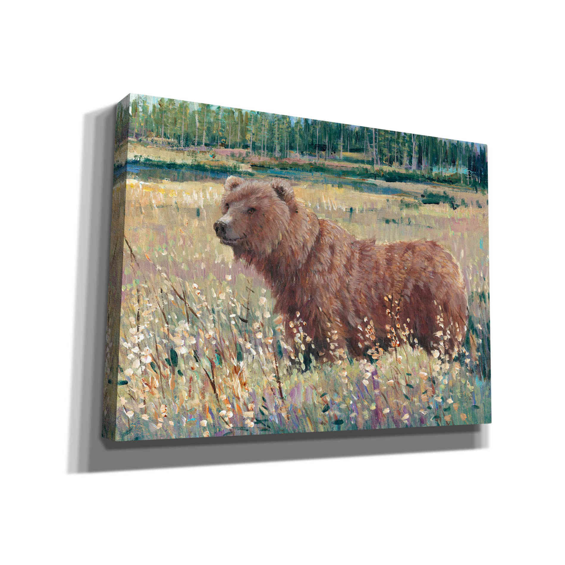 'Bear in the Field' by Tim O'Toole, Canvas Wall Art