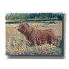 'Bear in the Field' by Tim O'Toole, Canvas Wall Art