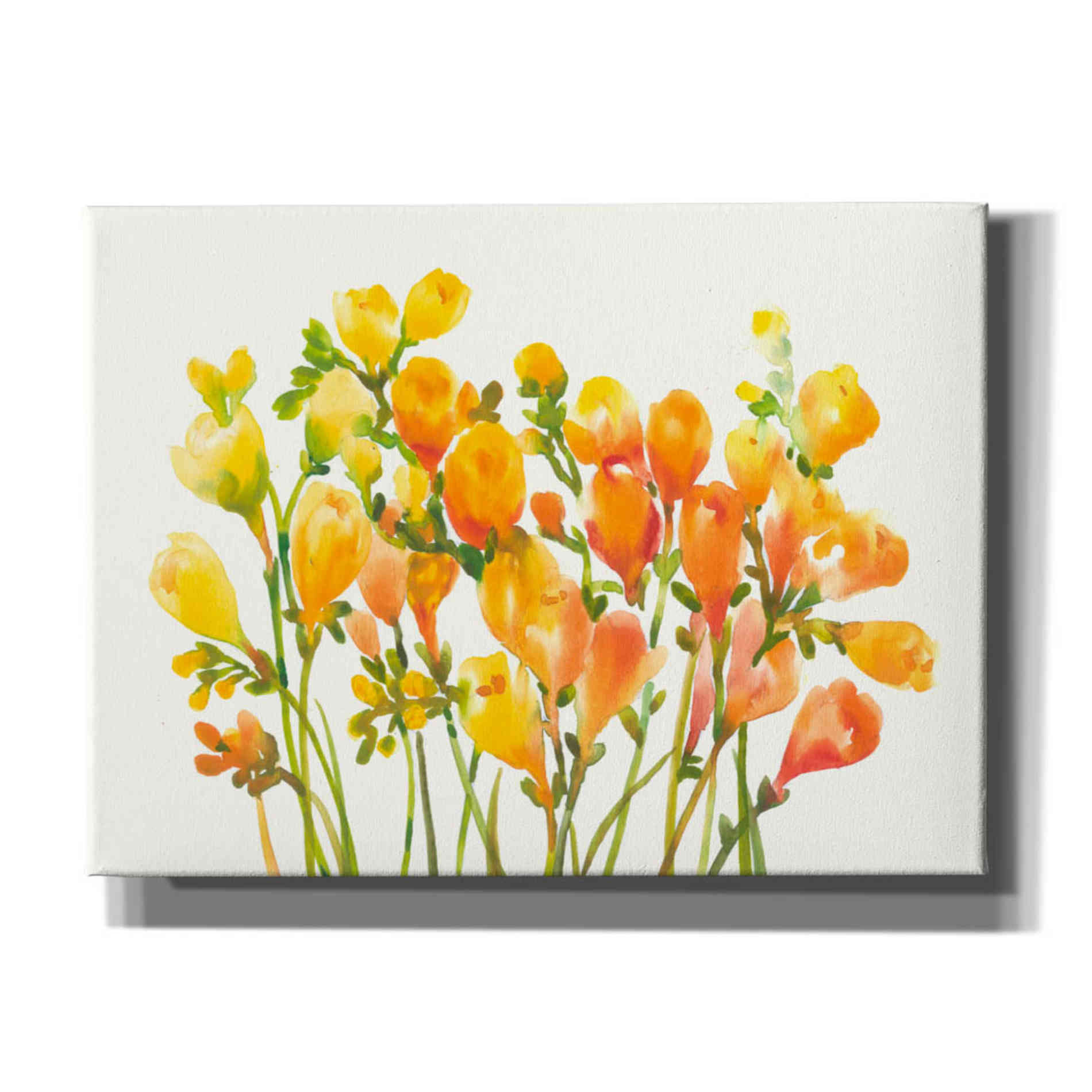 'Freesia I' by Tim O'Toole, Canvas Wall Art
