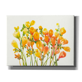 'Freesia I' by Tim O'Toole, Canvas Wall Art