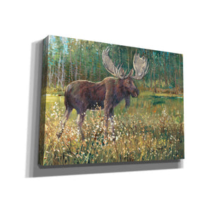 'Moose in the Field' by Tim O'Toole, Canvas Wall Art