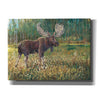 'Moose in the Field' by Tim O'Toole, Canvas Wall Art