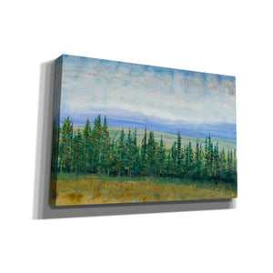 'Pine Tops I' by Tim O'Toole, Canvas Wall Art