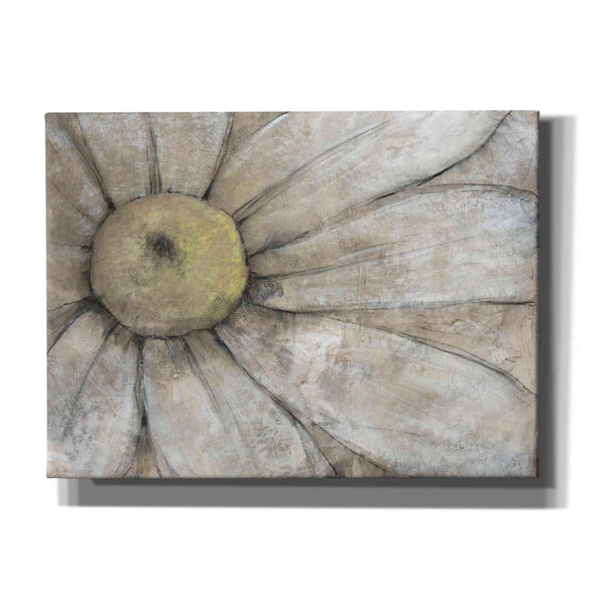 'Close-Up Daisy I' by Tim O'Toole, Canvas Wall Art