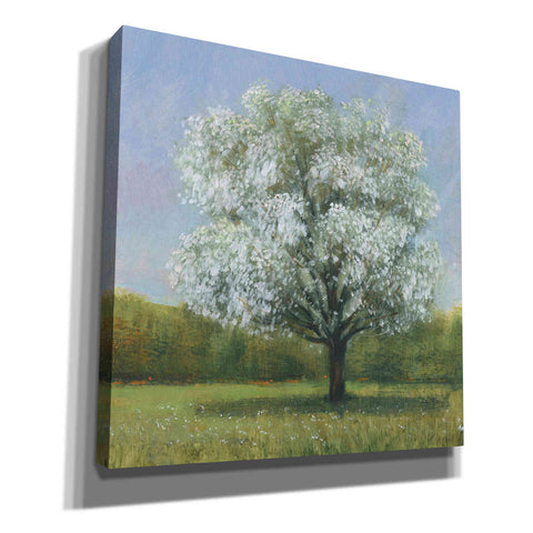 Image of 'Spring Blossom Tree II' by Tim O'Toole, Canvas Wall Art