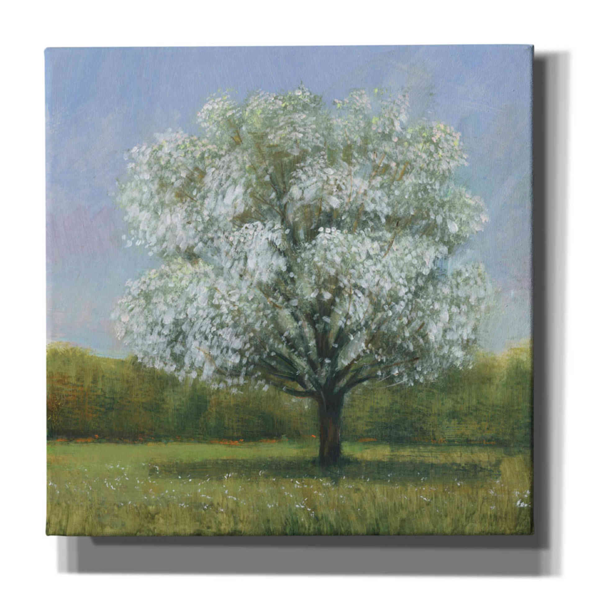 'Spring Blossom Tree II' by Tim O'Toole, Canvas Wall Art