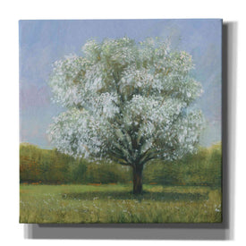 'Spring Blossom Tree II' by Tim O'Toole, Canvas Wall Art