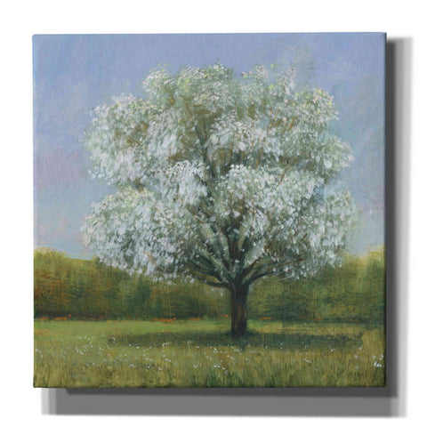Image of 'Spring Blossom Tree II' by Tim O'Toole, Canvas Wall Art