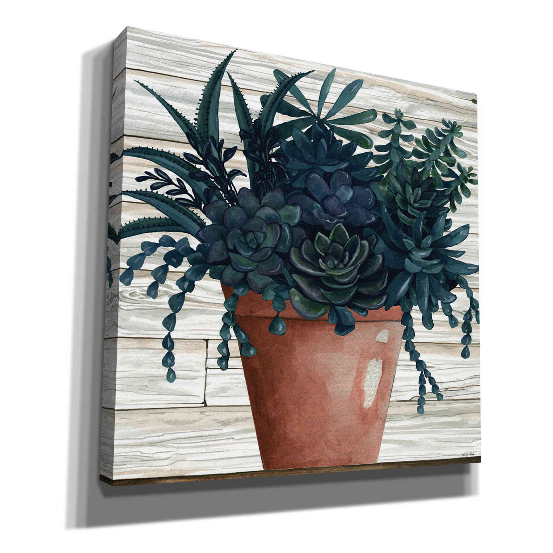 'Remarkable Succulents III' by Cindy Jacobs, Canvas Wall Art