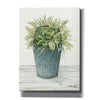 'Old Bucket of Greenery' by Cindy Jacobs, Canvas Wall Art