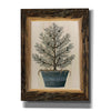 'Woodland Potted Tree I' by Cindy Jacobs, Canvas Wall Art