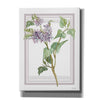 'Lilacs V' by Cindy Jacobs, Canvas Wall Art