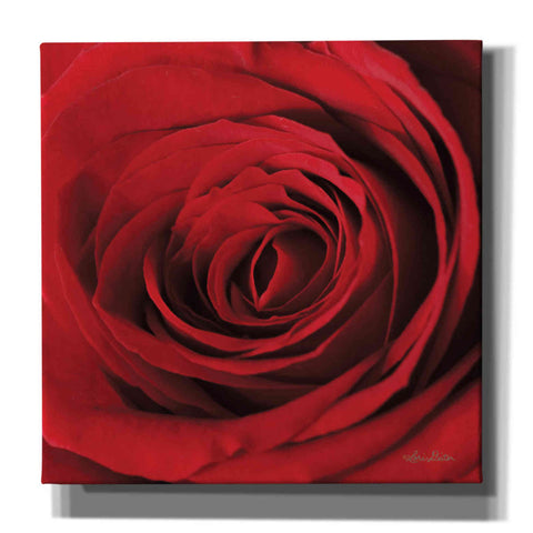 Image of 'The Red Rose II' by Lori Deiter, Canvas Wall Art