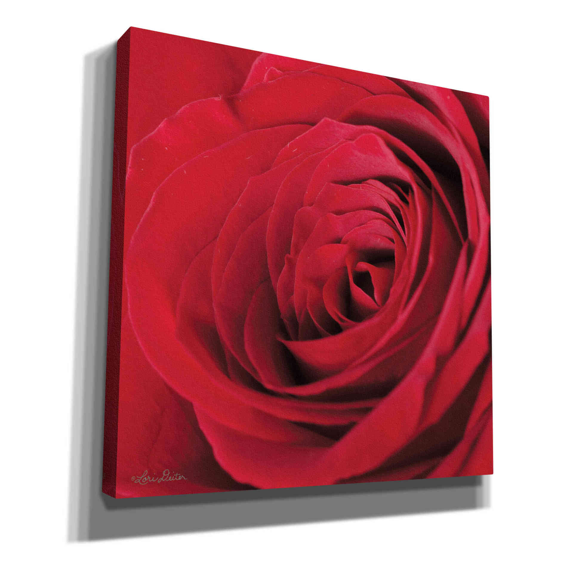 'The Red Rose III' by Lori Deiter, Canvas Wall Art