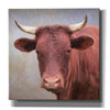 'Bull Face' by Lori Deiter, Canvas Wall Art