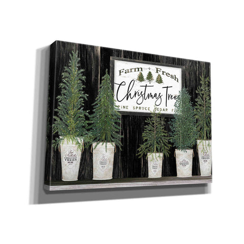 Image of 'Farm Fresh Trees of Christmas' by Cindy Jacobs, Canvas Wall Art