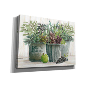 'Farmer Market Succulent Harvest' by Cindy Jacobs, Canvas Wall Art