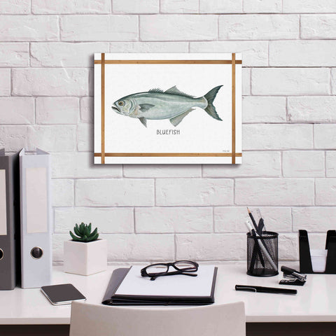 Image of 'Bluefish on White' by Cindy Jacobs, Canvas Wall Art,16 x 12