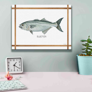 'Bluefish on White' by Cindy Jacobs, Canvas Wall Art,16 x 12