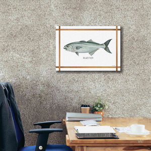 'Bluefish on White' by Cindy Jacobs, Canvas Wall Art,26 x 18