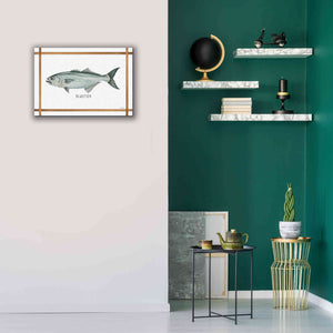 'Bluefish on White' by Cindy Jacobs, Canvas Wall Art,26 x 18