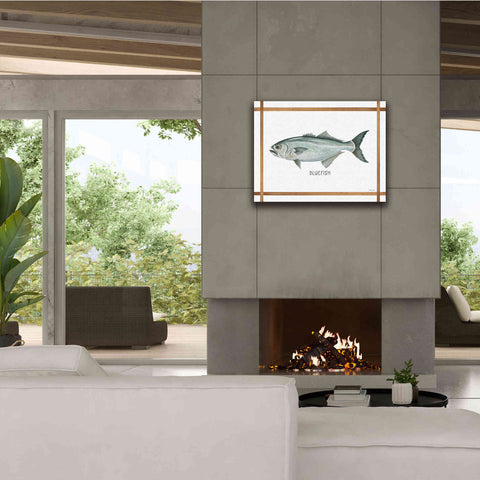 Image of 'Bluefish on White' by Cindy Jacobs, Canvas Wall Art,34 x 26