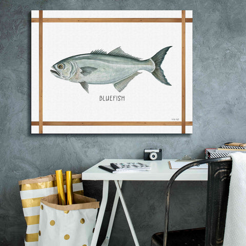 Image of 'Bluefish on White' by Cindy Jacobs, Canvas Wall Art,34 x 26