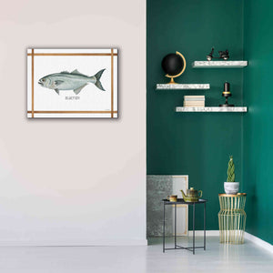 'Bluefish on White' by Cindy Jacobs, Canvas Wall Art,34 x 26