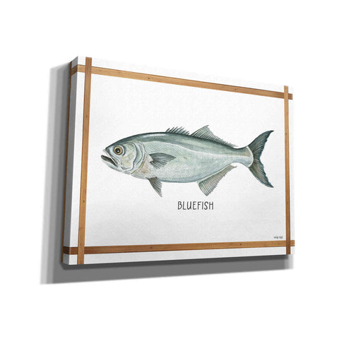 Image of 'Bluefish on White' by Cindy Jacobs, Canvas Wall Art