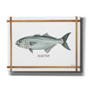 'Bluefish on White' by Cindy Jacobs, Canvas Wall Art