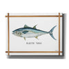 'Bluefin Tuna on White' by Cindy Jacobs, Canvas Wall Art