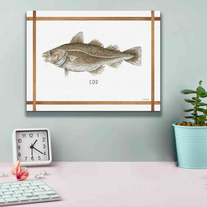 'Cod on White' by Cindy Jacobs, Canvas Wall Art,16 x 12