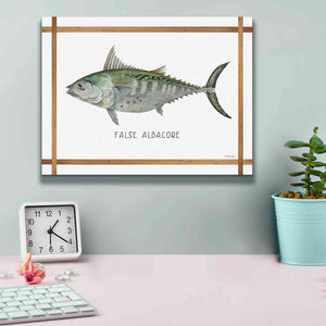 'False Albacore on White' by Cindy Jacobs, Canvas Wall Art,16 x 12